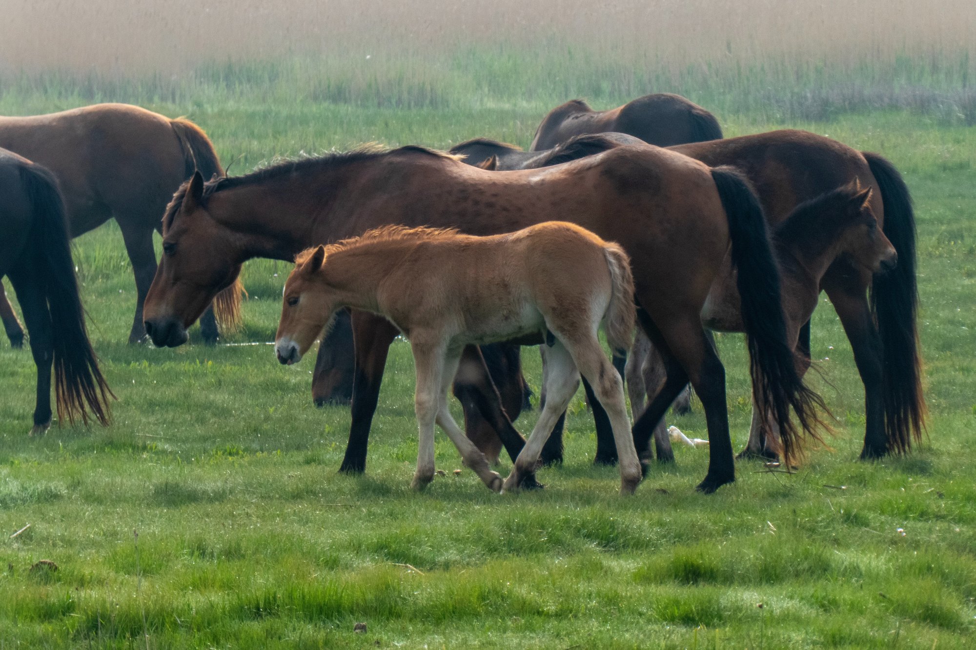 Aerial view of an Equine property in Tennessee